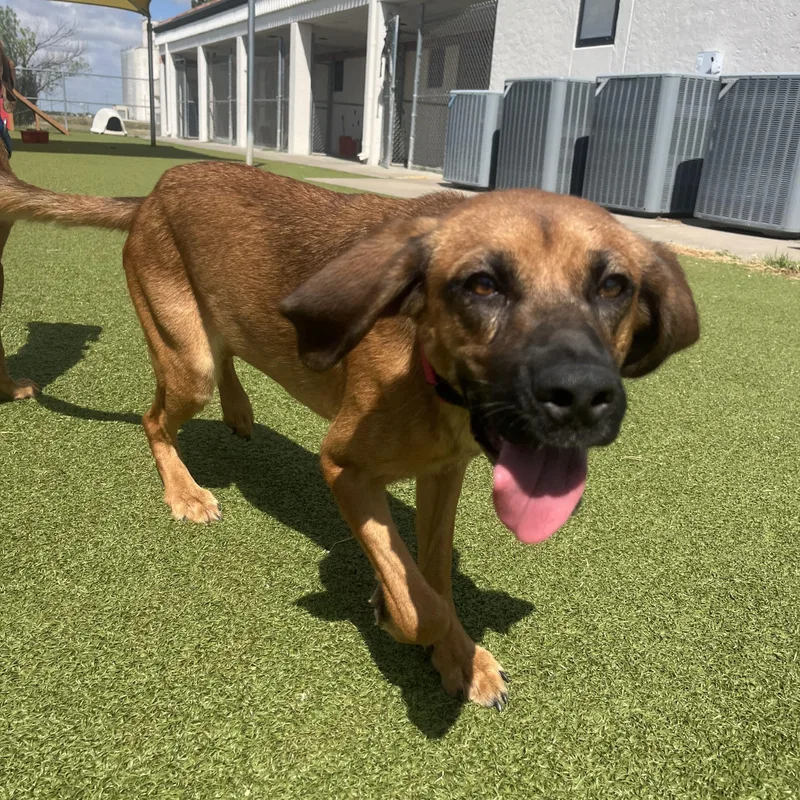 A young large-sized female Red / Chestnut / Orange Redbone Coonhound dog named Stella for adoption in Hays, KS