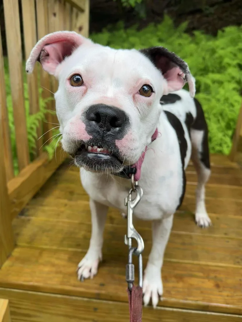 A young medium-sized female Boxer dog named Angel for adoption in Jeffersonville, NY