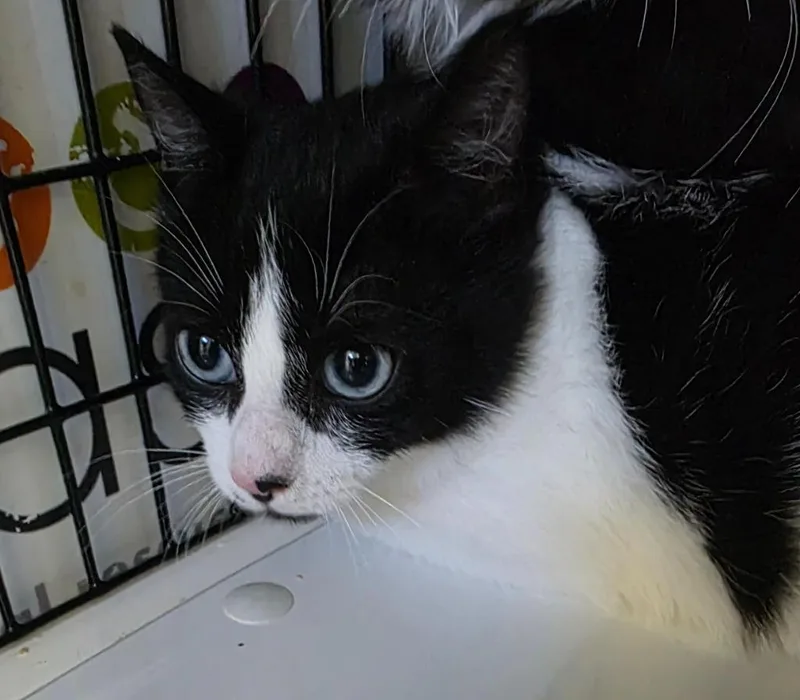 A baby medium-sized female Domestic Short Hair cat named Sophia for adoption in Ewing, NJ