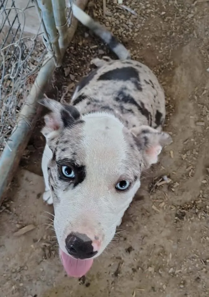 A young medium-sized male Catahoula Leopard Dog dog named Dylan for adoption in Middletown, CT