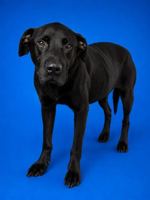 An adult large-sized male Mixed Breed dog named Bailey for adoption in Jacksonville, FL