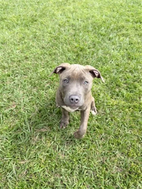 A baby small-sized female Pit Bull Terrier dog named A for adoption in Wilmington, NC