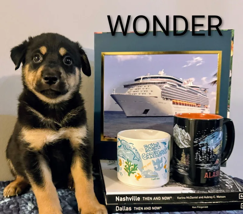 A baby small-sized male Siberian Husky dog named Wonder for adoption in polkton, NC