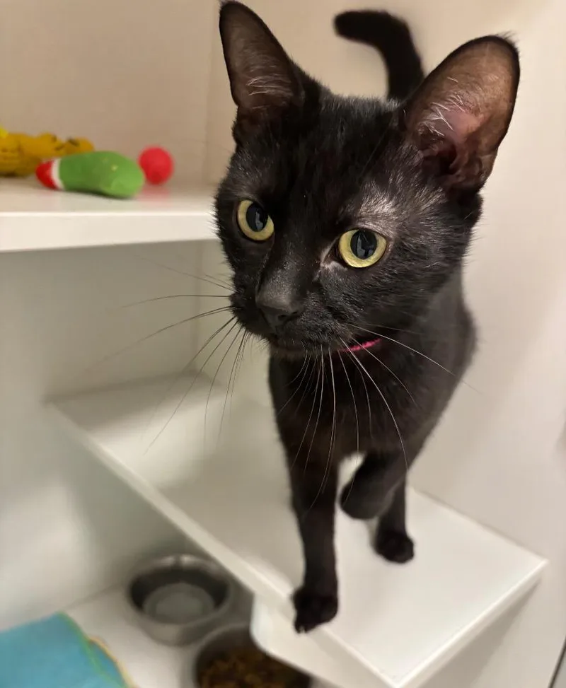An adult medium-sized female Black Domestic Short Hair cat named Princess for adoption in Frankfort, KY