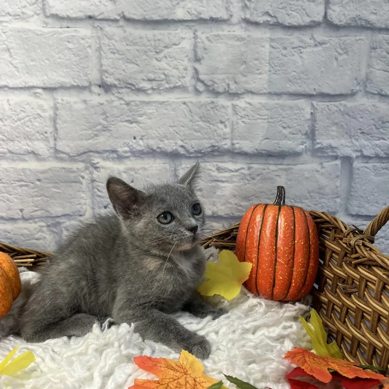 A baby small-sized female Gray / Blue / Silver Domestic Short Hair cat named Dolly for adoption in Harrisonburg, VA