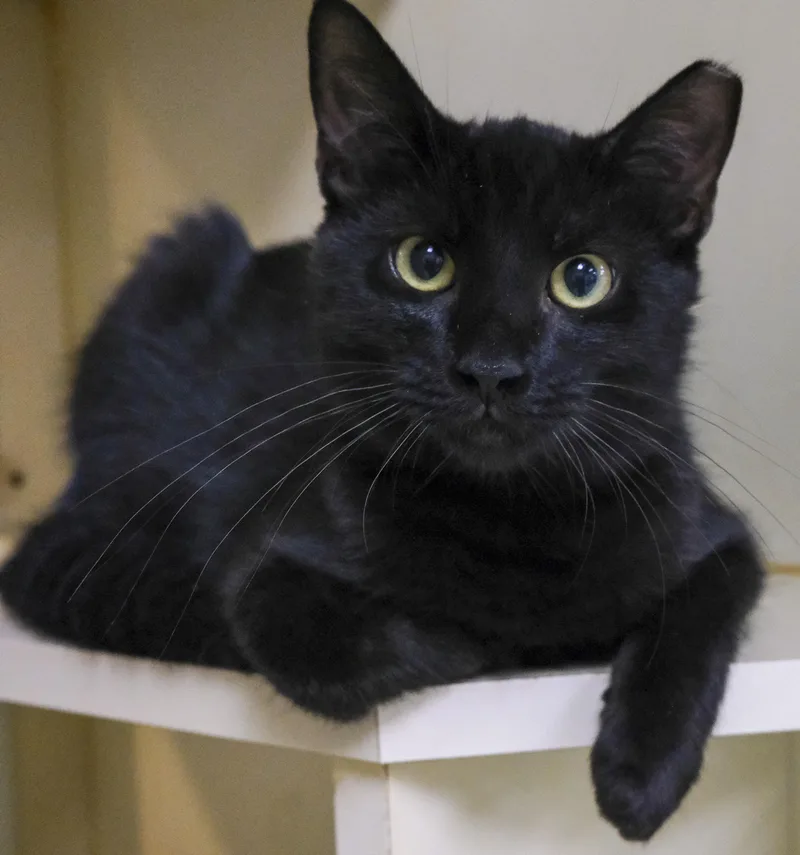 A young medium-sized male Domestic Short Hair cat named Kranng for adoption in Harvey , LA