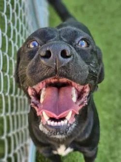 Maverick thumbnail 2