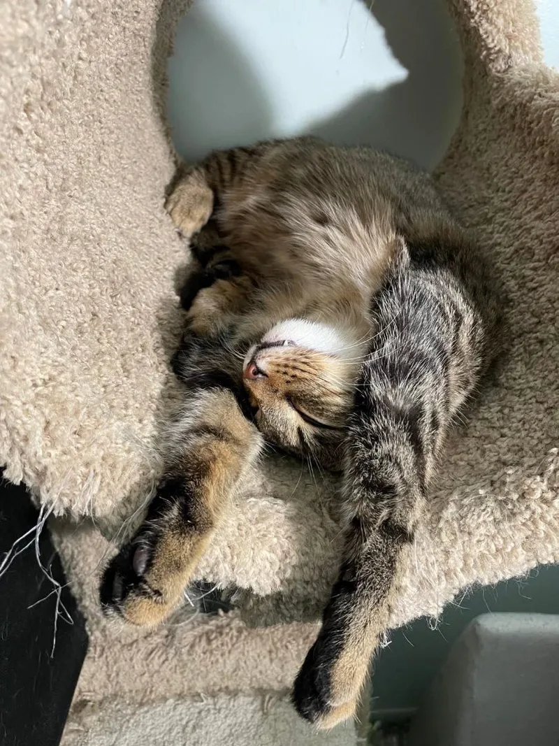 Wentworth & Moonbeam Bonded thumbnail 2