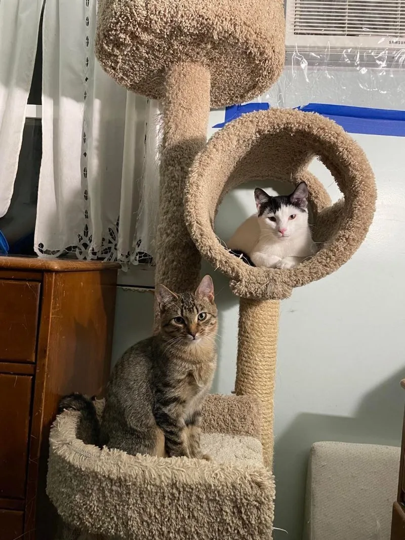 Wentworth & Moonbeam Bonded thumbnail 3