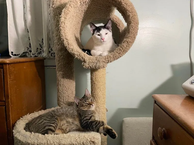 Wentworth & Moonbeam Bonded thumbnail 4