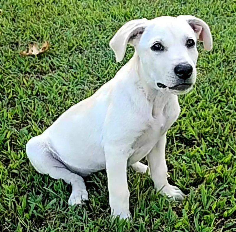Puppy Halo