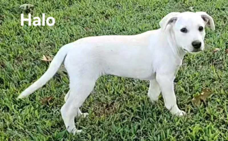 Puppy Halo thumbnail 3