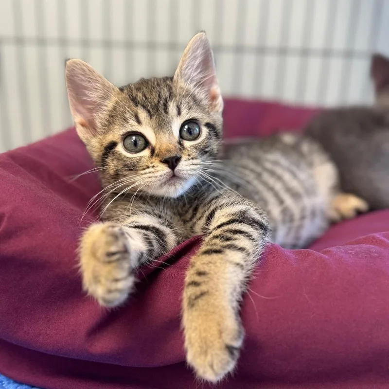 A baby small-sized male Brown / Chocolate Domestic Short Hair cat named Rawlings for adoption in Chesapeake, VA