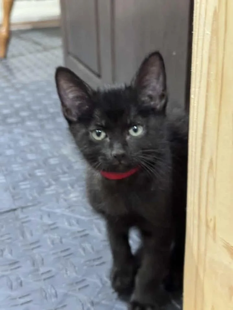 A baby small-sized male Black Domestic Short Hair cat named Denali for adoption in Lincoln, NE