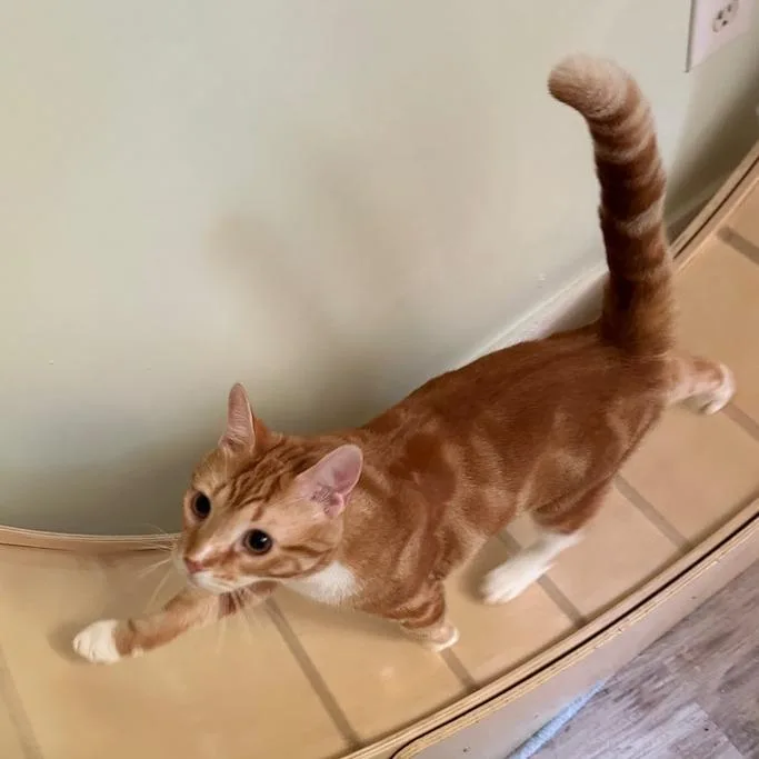 An adult small-sized male Domestic Short Hair cat named Nandoor for adoption in Greensburg, PA