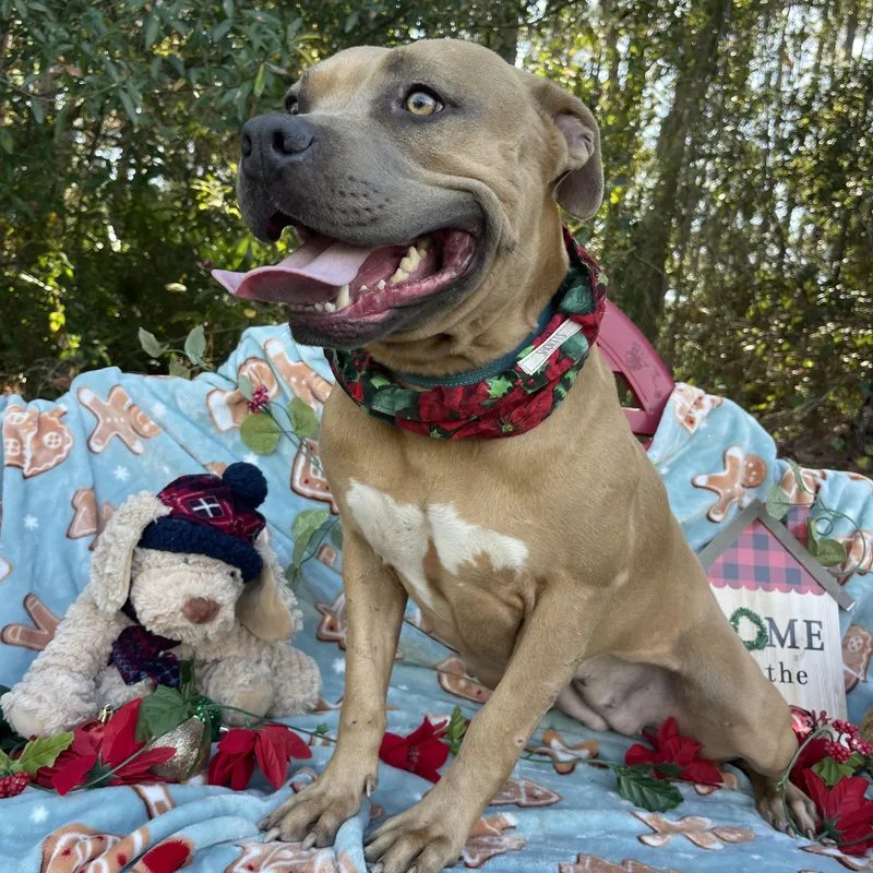 A young large-sized female American Staffordshire Terrier dog named Puga for adoption in Sebring, FL