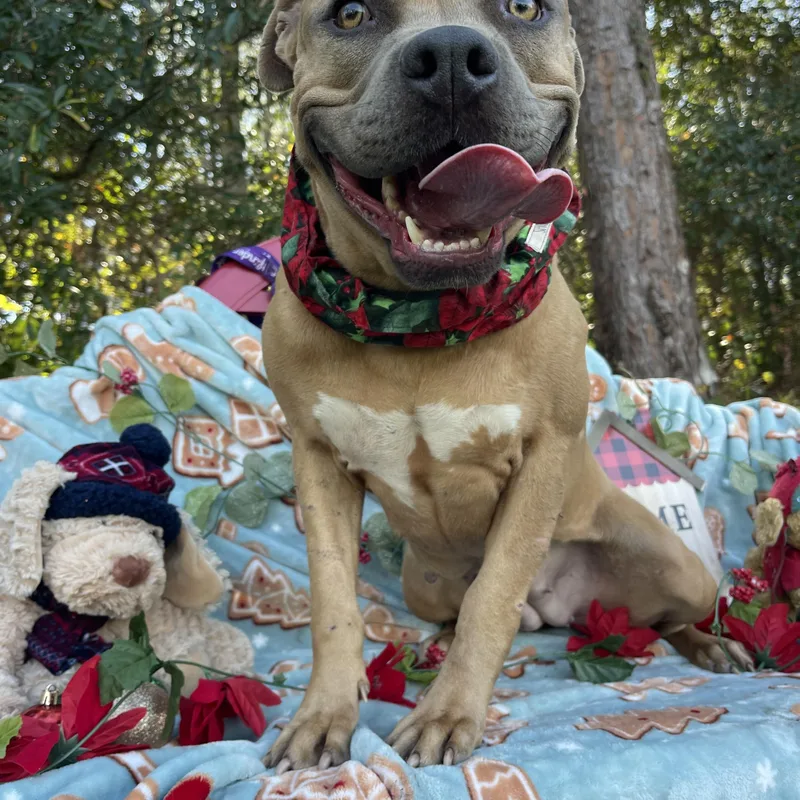 Puga thumbnail 2
