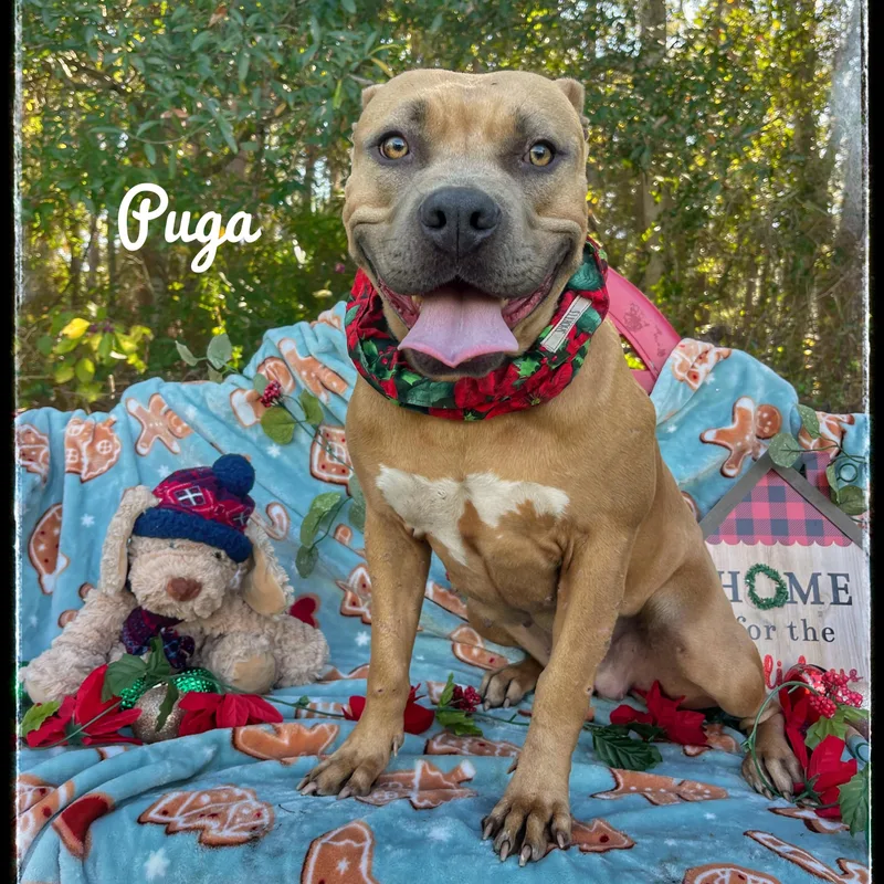 Puga thumbnail 5