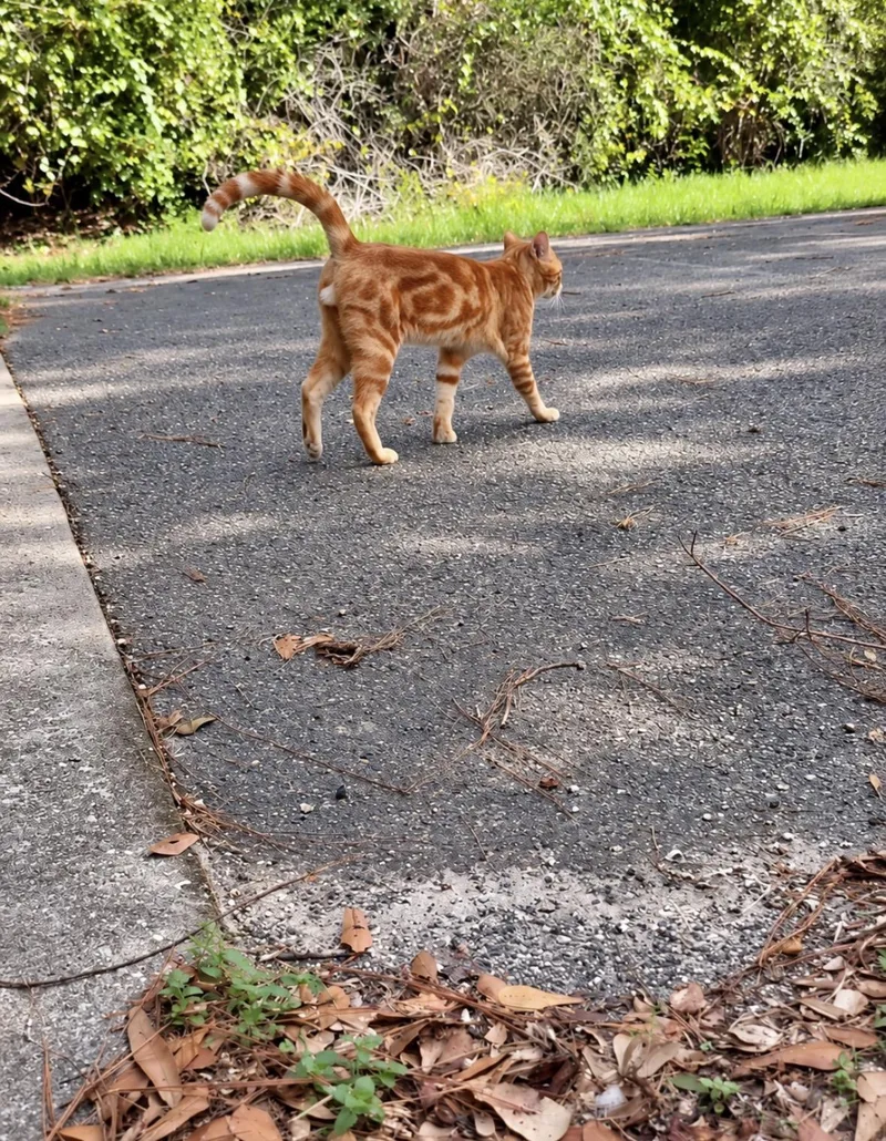 A young medium-sized male Orange / Red Domestic Short Hair cat named Tupac for adoption in Spring, TX