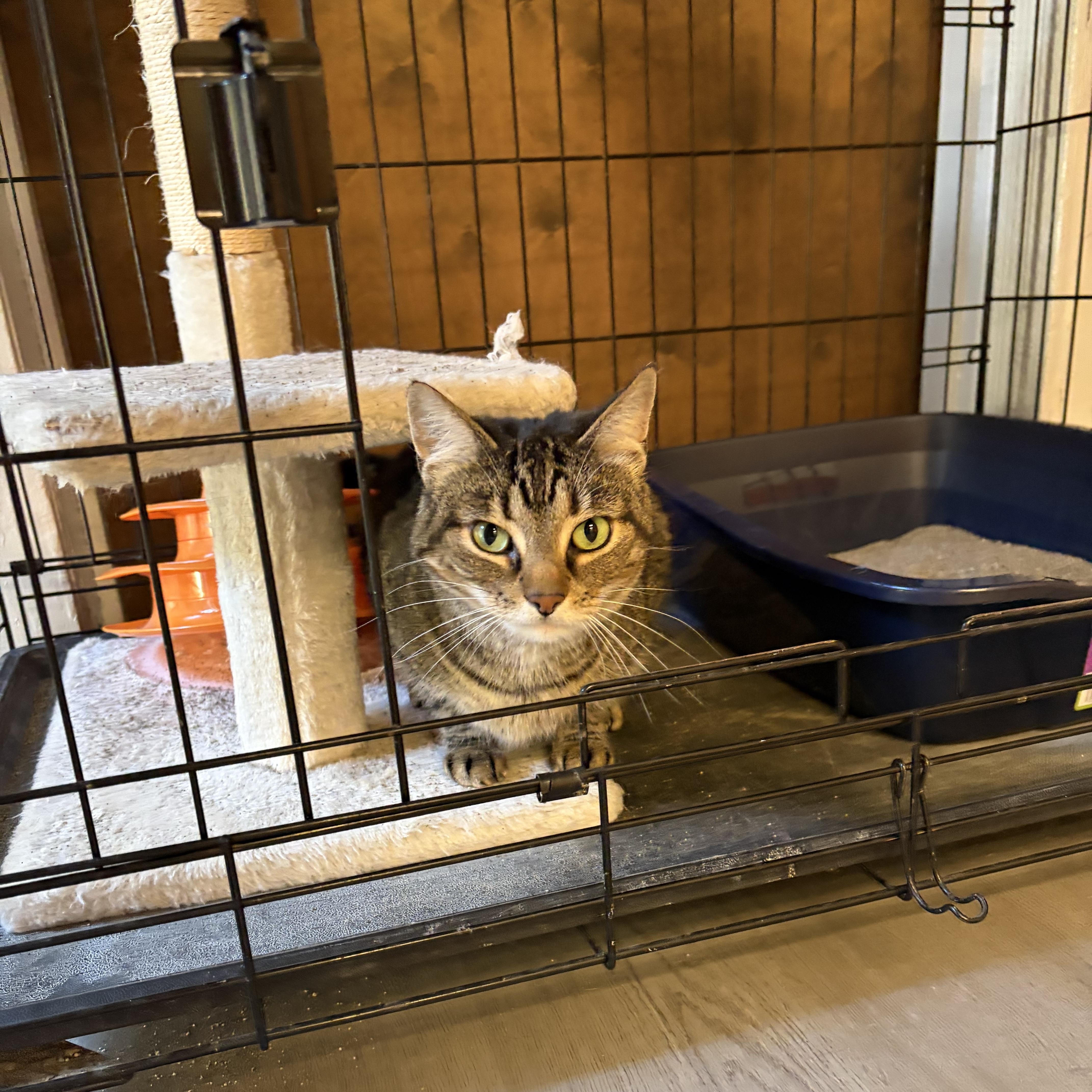An adult medium-sized female Tabby (Brown / Chocolate) Domestic Short Hair cat named Caddie for adoption in Muncie, IN