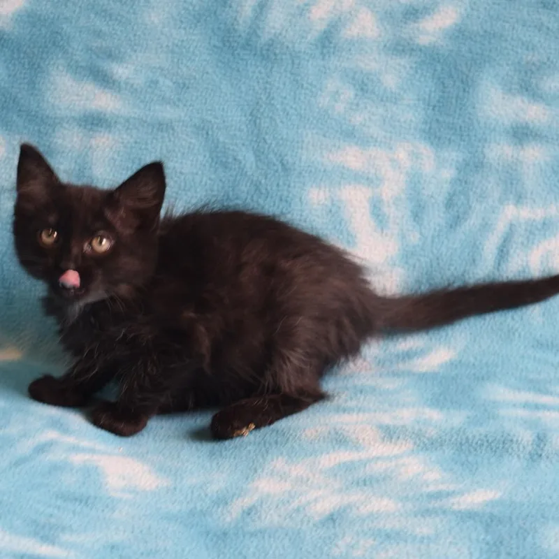 A baby small-sized female Black Domestic Short Hair cat named Willow for adoption in Eureka, CA