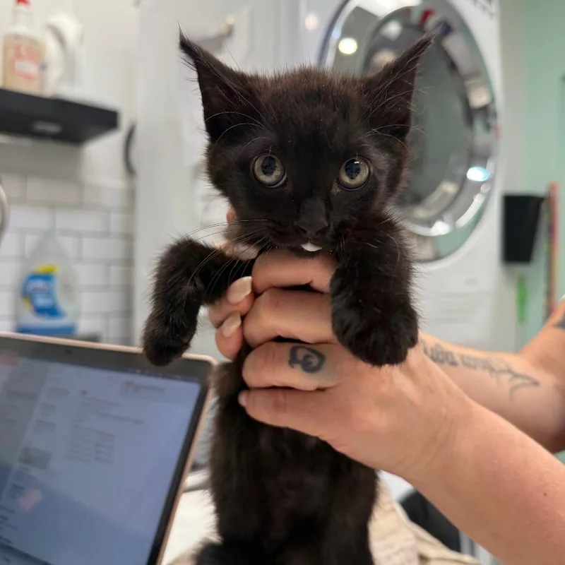 A baby small-sized male Black Domestic Medium Hair cat named Darwin for adoption in Ponte Vedra Beach, FL