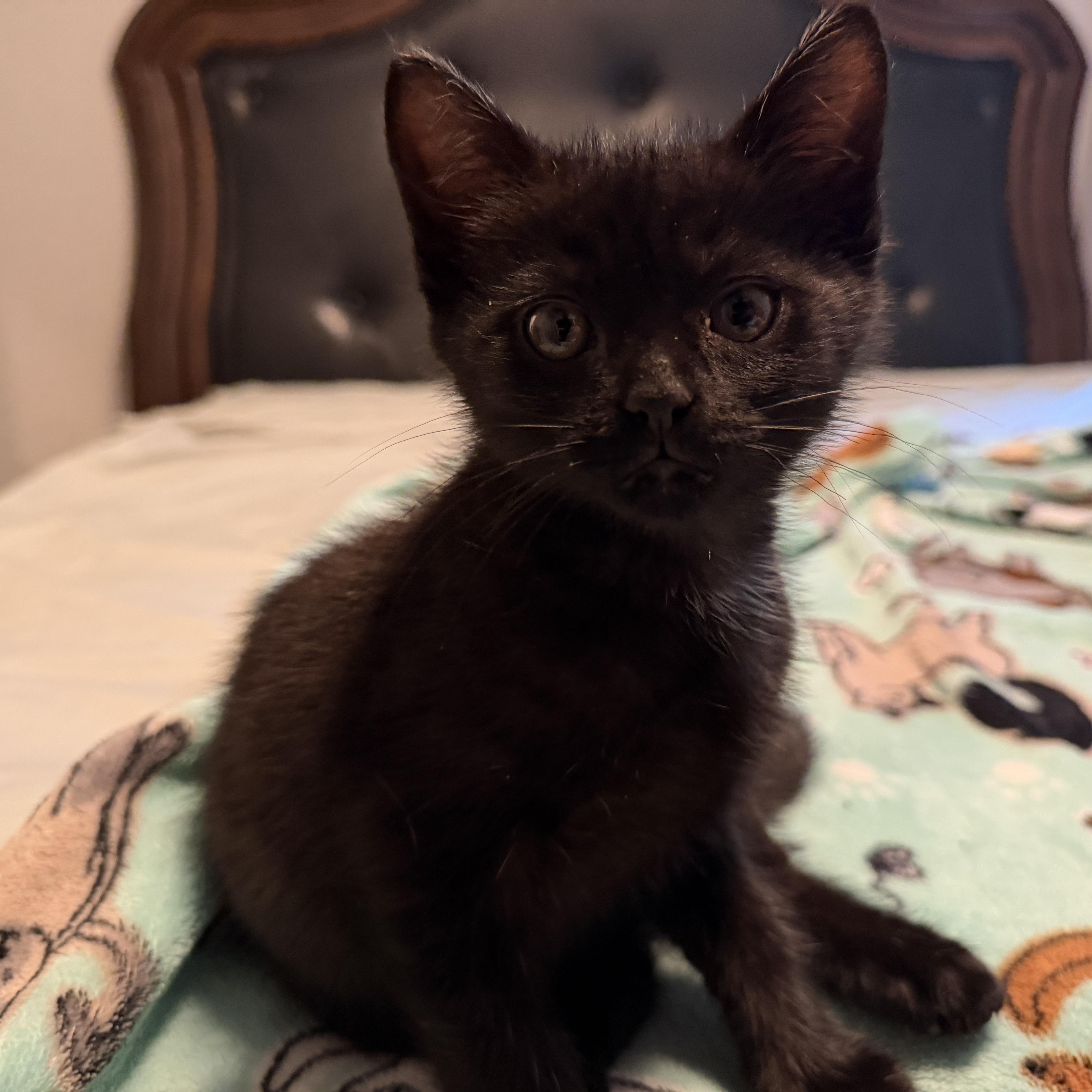 A baby small-sized male Black Domestic Short Hair cat named Squiggy for adoption in Bentonville, AR