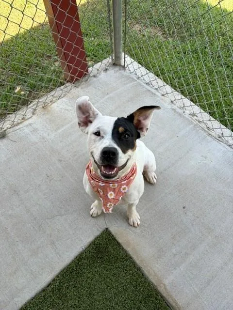 An adult medium-sized female White / Cream Pit Bull Terrier dog named Izzy for adoption in Fayetteville, AR