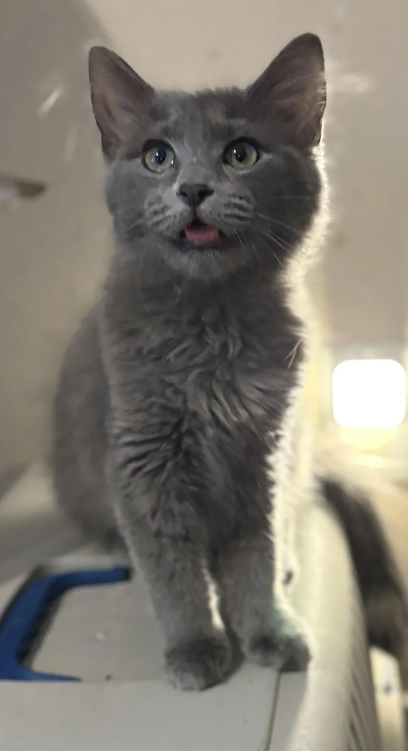 A young medium-sized female Russian Blue cat named CeCe for adoption in Chandler, AZ