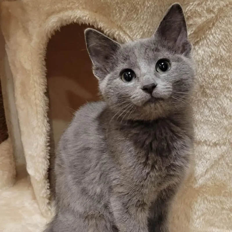 A baby medium-sized female Gray / Blue / Silver Domestic Short Hair cat named Taya for adoption in Greensburg, PA