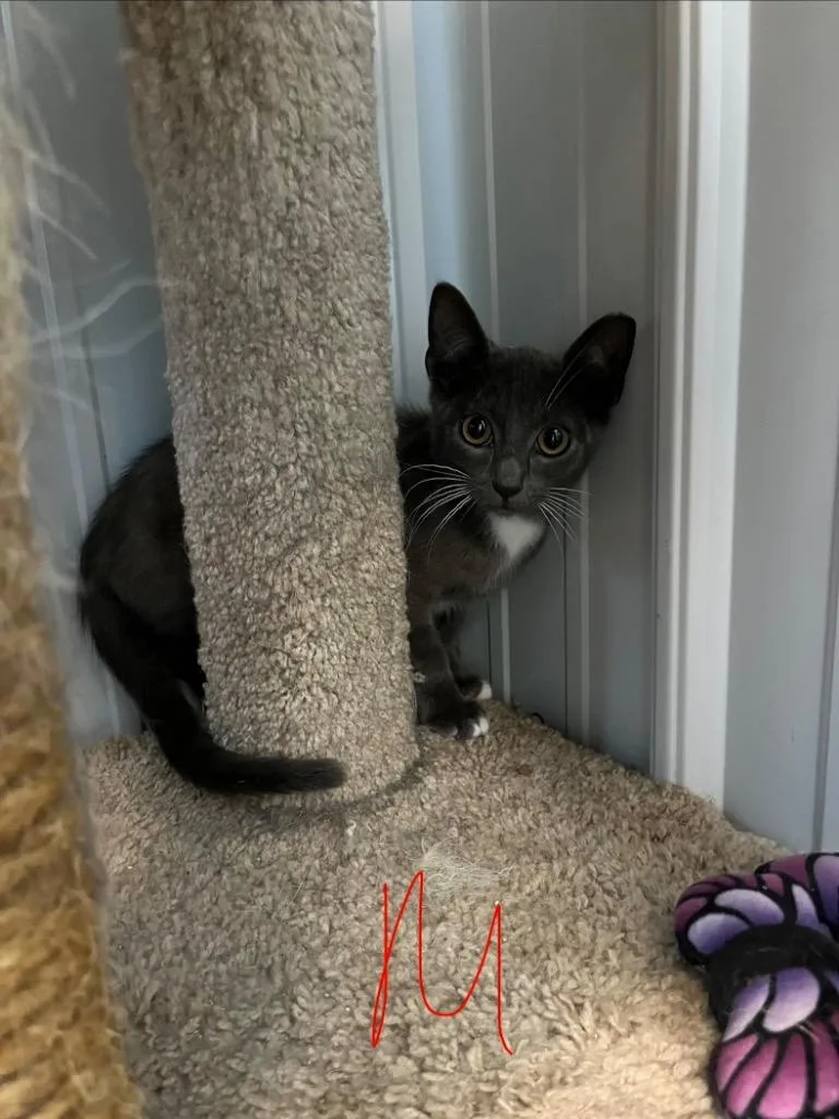 A baby medium-sized male Domestic Short Hair cat named Obsidian for adoption in Pierceton, IN