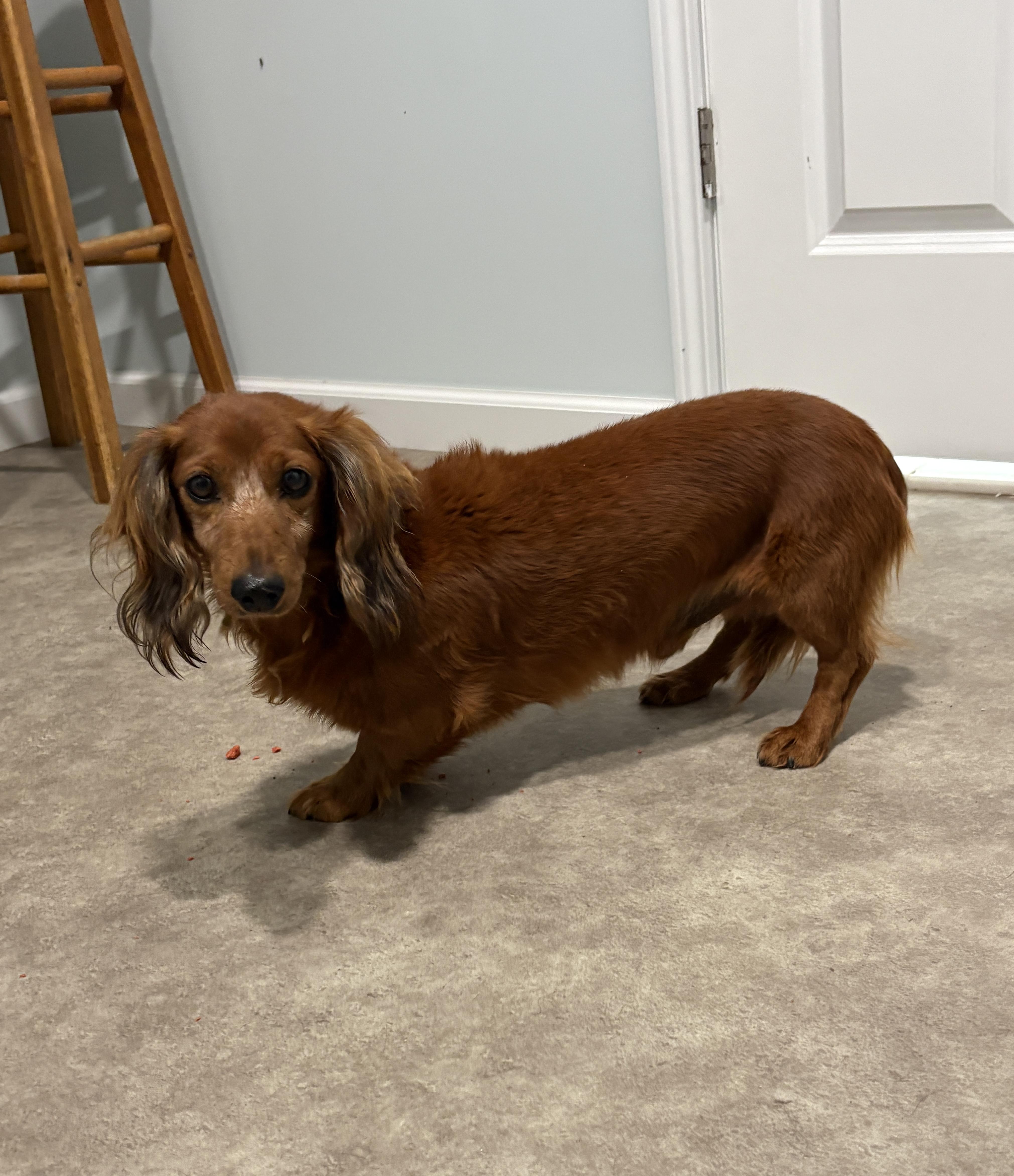 A senior small-sized male Red / Chestnut / Orange Miniature Dachshund dog named Doc for adoption in Grant, NE