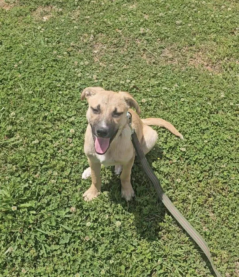 A baby medium-sized female Apricot / Beige Mixed Breed dog named Halo for adoption in Hopkinton, MA