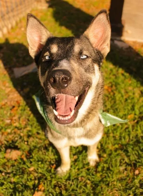 An adult medium-sized male Husky dog named Luke for adoption in San Antonio, TX