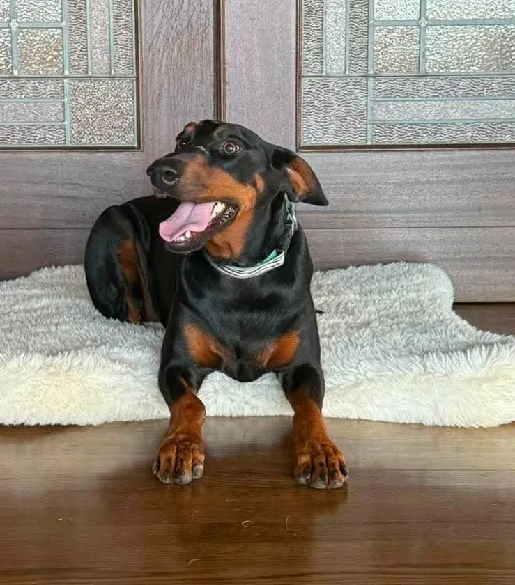 An adult large-sized female Black Doberman Pinscher dog named Ramona for adoption in Boerne, TX