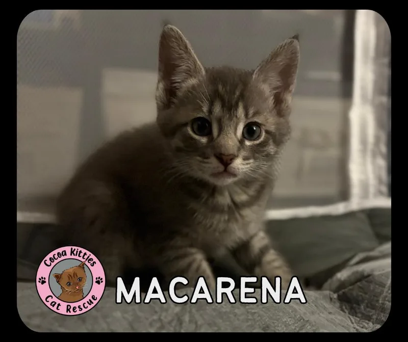 A baby small-sized female Domestic Short Hair cat named Macarena for adoption in Hershey, PA