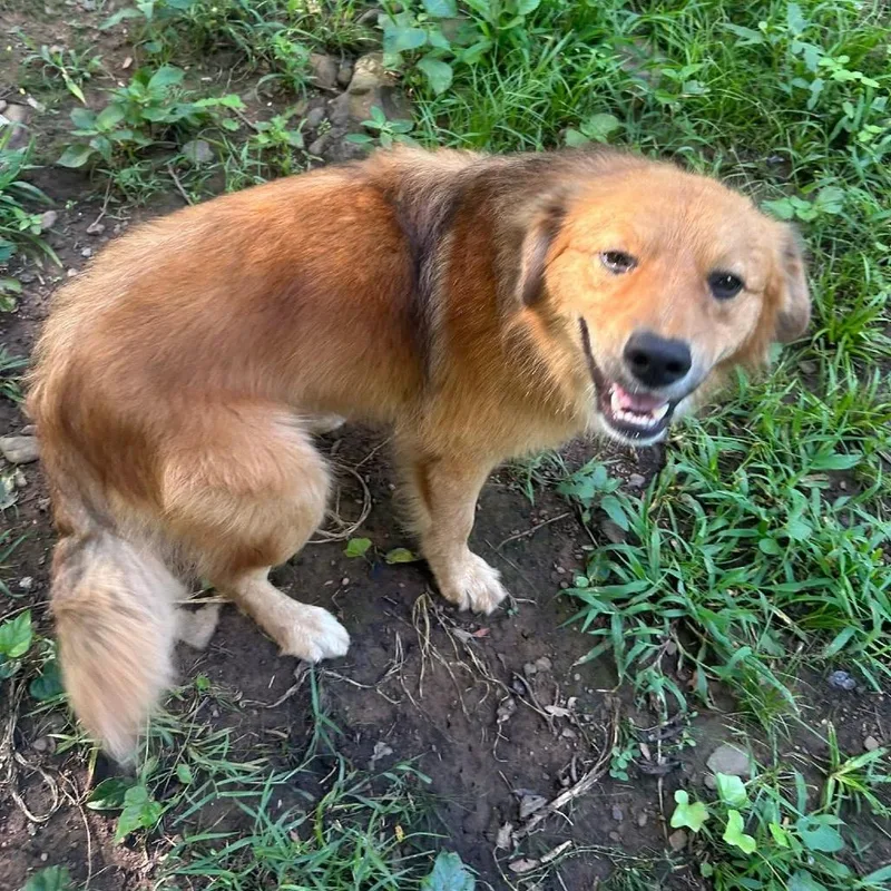 An adult medium-sized male Red / Chestnut / Orange Australian Shepherd dog named Beau for adoption in Hackett, AR