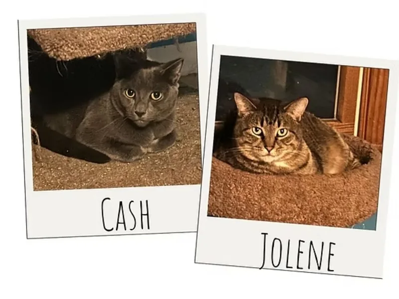 An adult large-sized male Russian Blue cat named Cash & Jolene for adoption in Soddy Daisy, TN