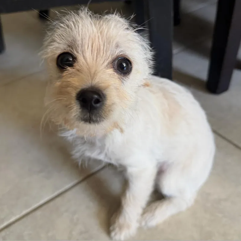 A baby small-sized female White / Cream Chihuahua dog named Starlight for adoption in Sonoma, CA