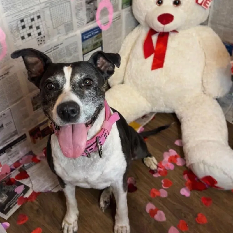 Tracy Tootsie thumbnail 5