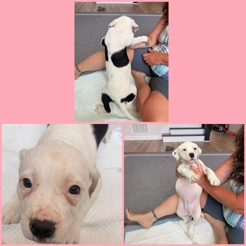 A baby medium-sized female White / Cream Mixed Breed dog named Butterfly for adoption in Alexandria, VA