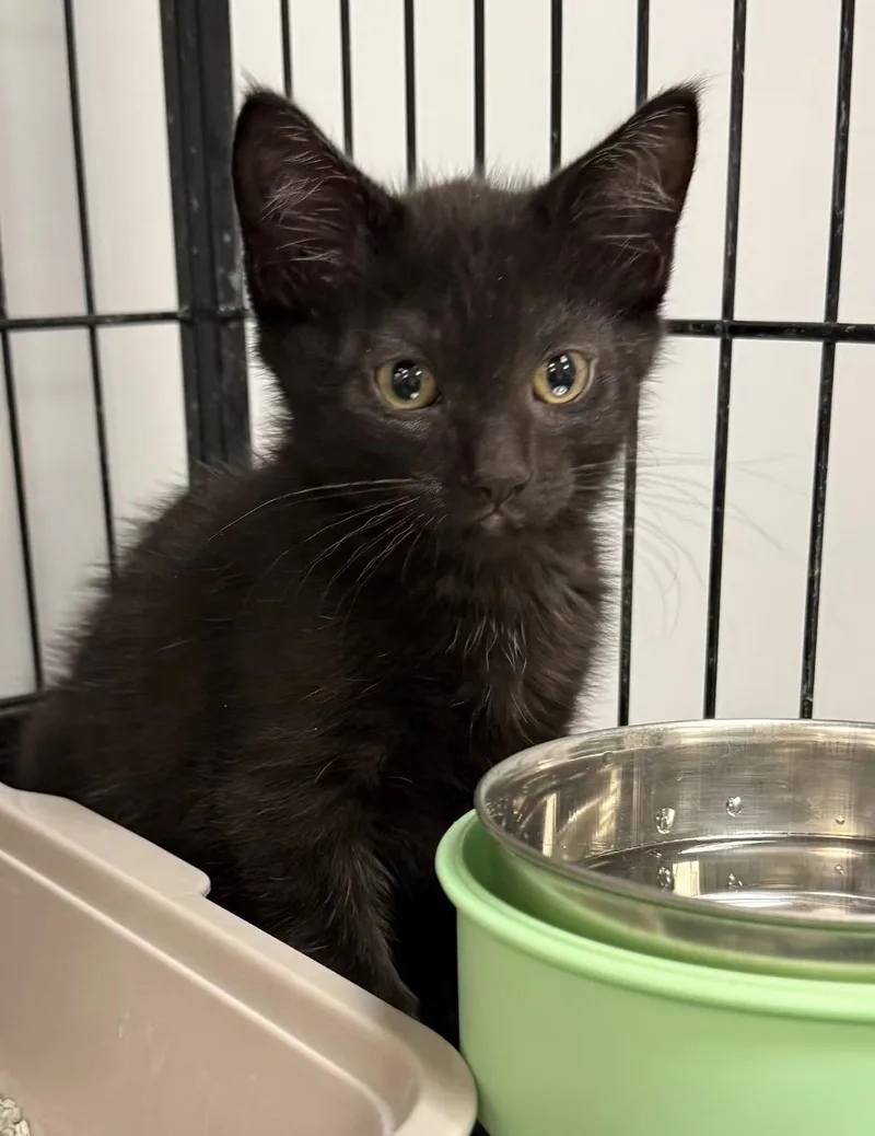 A baby medium-sized male Black Domestic Short Hair cat named Raisin Bran for adoption in Hamburg, NY
