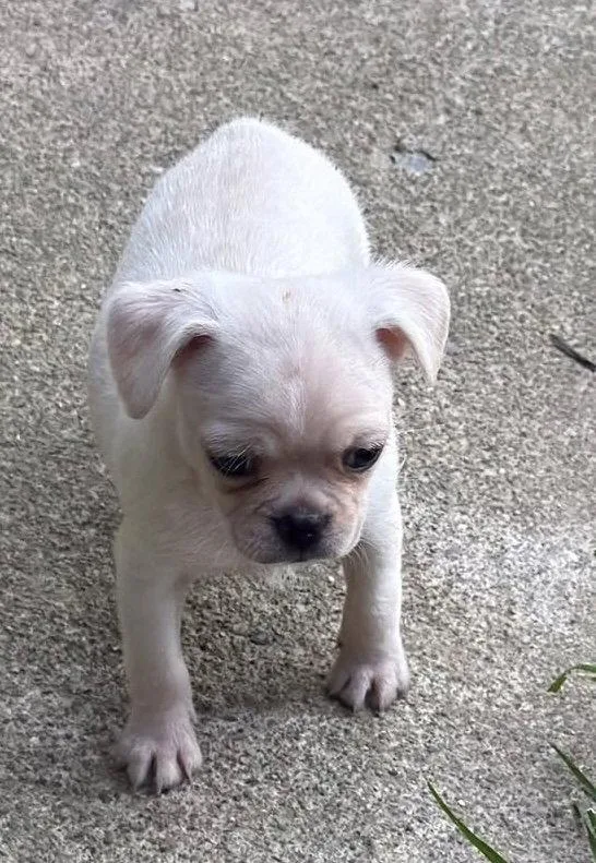 Vintage Reds Pups  thumbnail 2