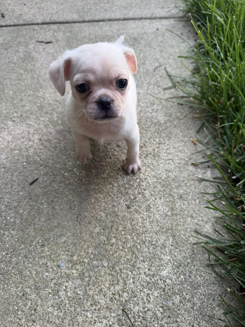 Vintage Reds Pups  thumbnail 3