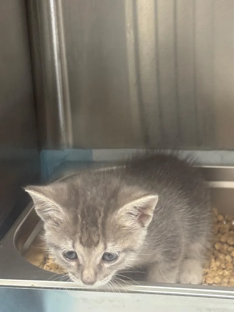 A baby small-sized male Domestic Short Hair cat named Onyx for adoption in Brownwood, TX