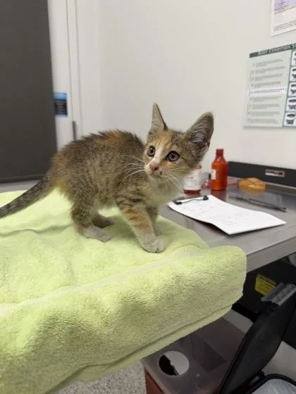 A baby small-sized female Brown / Chocolate Domestic Medium Hair cat named Nina for adoption in Kansas City, MO