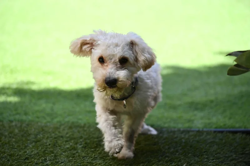 Magnificent and Marvelous Murphy