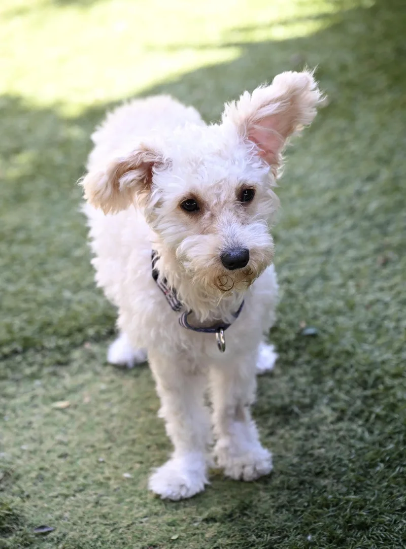 Magnificent and Marvelous Murphy thumbnail 3