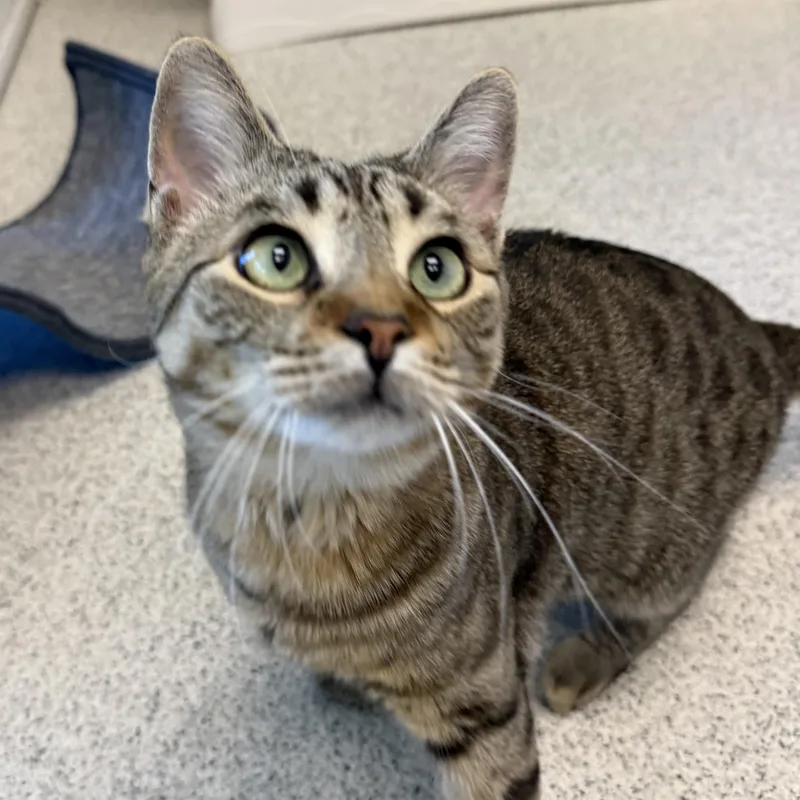 A young medium-sized male Tabby (Brown / Chocolate) Domestic Short Hair cat named Shadow for adoption in Cooperstown, NY