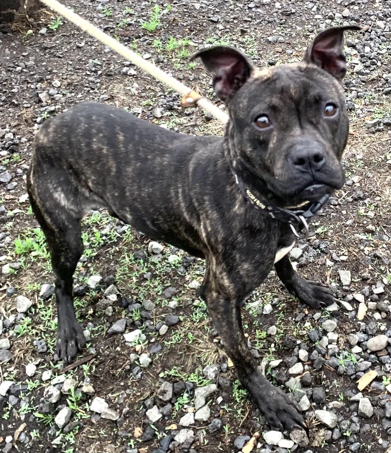 A young small-sized female Brindle Mixed Breed dog named Pip for adoption in McKeesport, PA